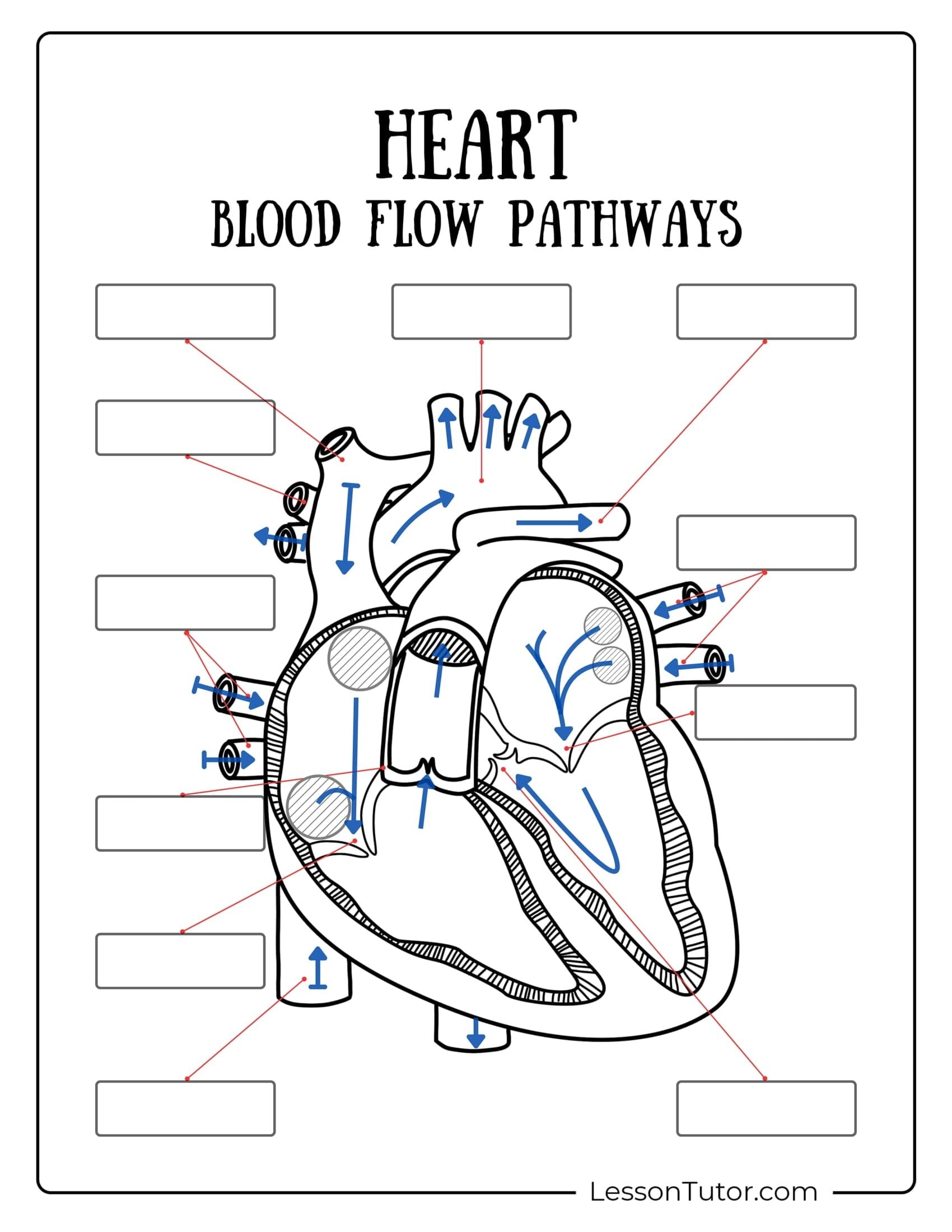 Circulatory Worksheets Free Coloring Pages PDF Printables And Worksheets Lesson Tutor
