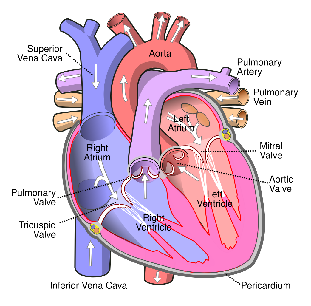 File Diagram Of The Human Heart cropped svg Wikipedia