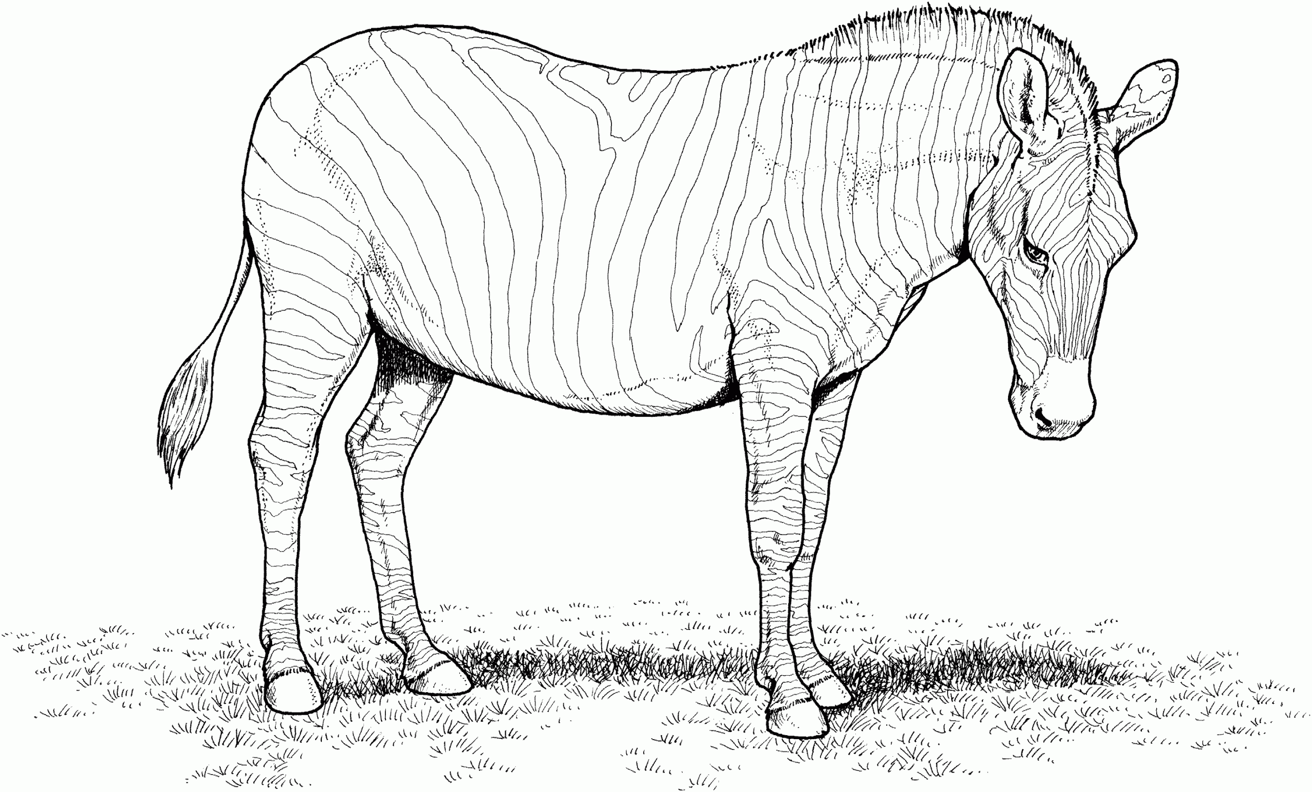 Free Zebra Coloring Pages