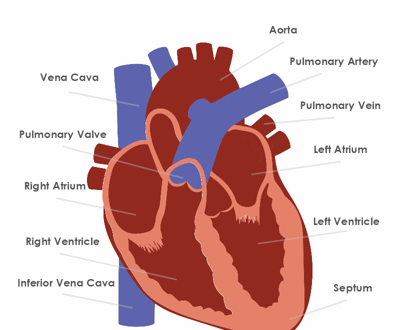 Heart Anatomy Template MyDraw