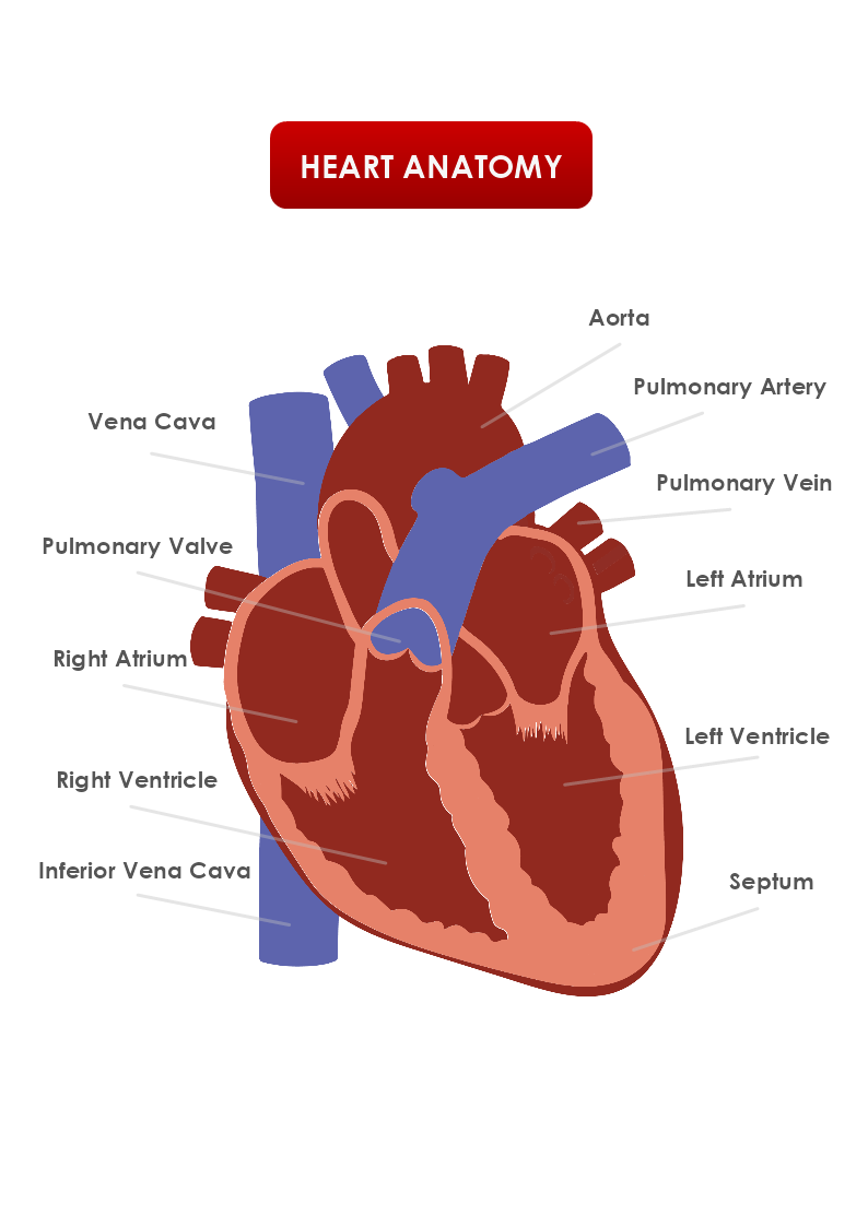 Heart Anatomy Template MyDraw