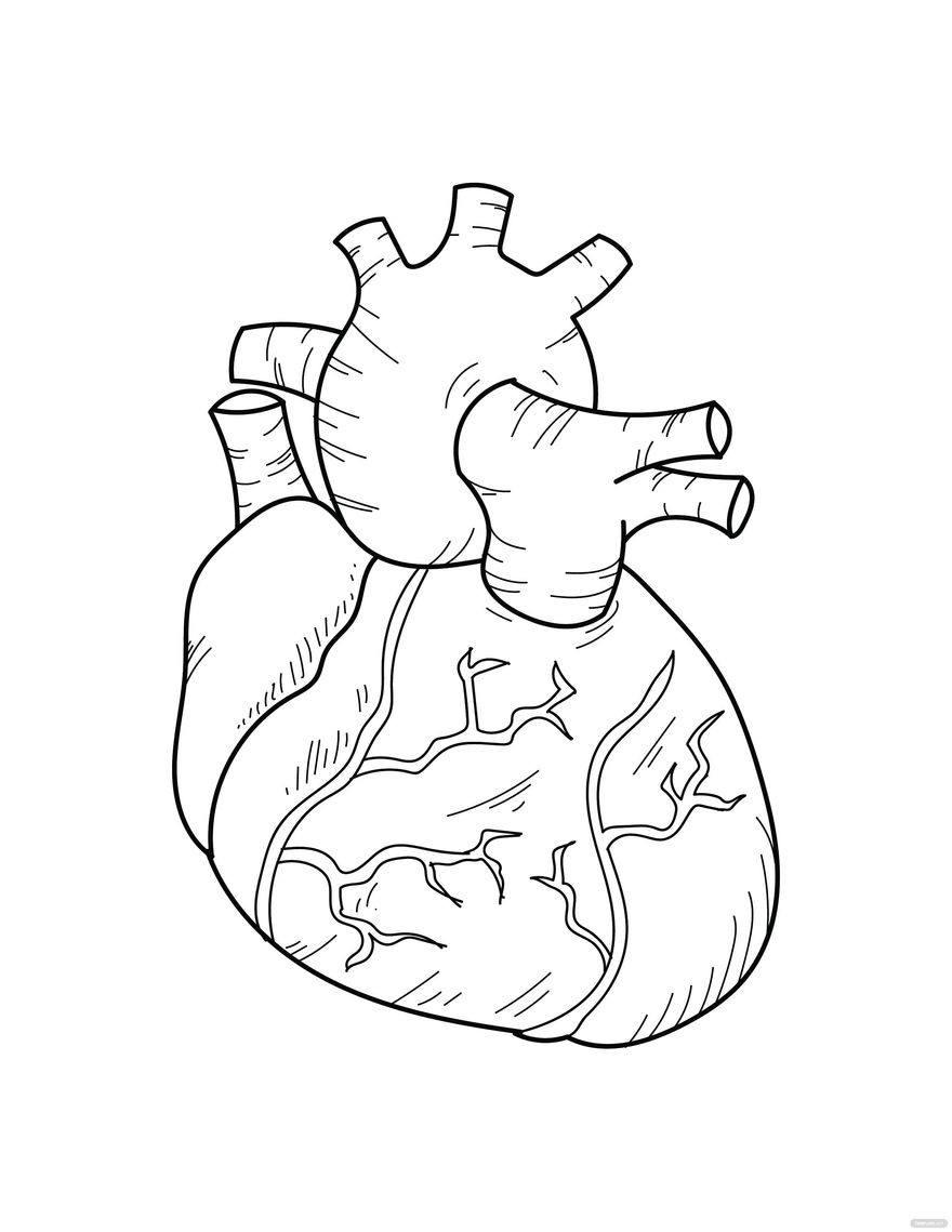 Human Heart Coloring Page In Illustrator PDF SVG JPG EPS PNG Download Template